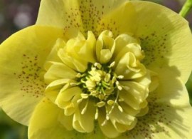 anemoen_yellow_spotted_kwadrat (1)